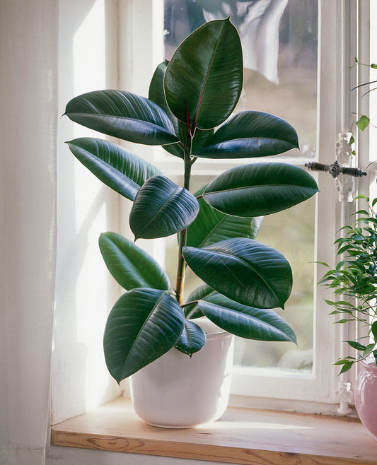 Rubber / Ficus Elastica