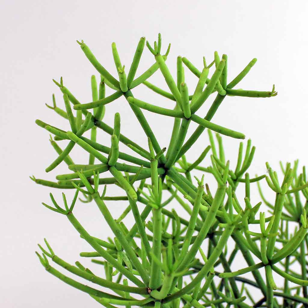 Mistletoe Cactus (Rhipsalis)