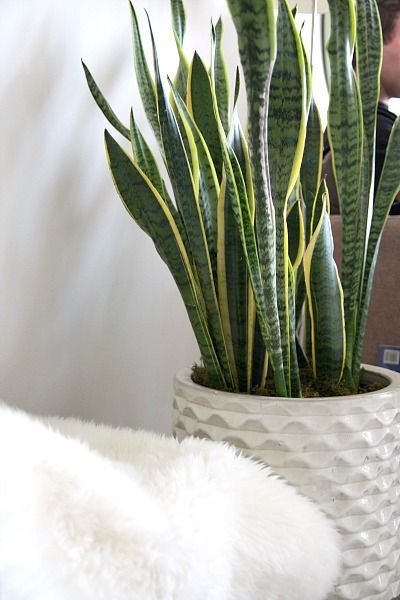 Snake / Sansevieria