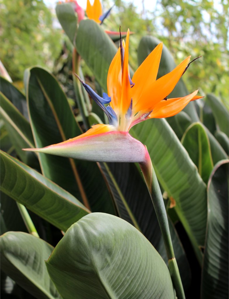 Bird Of Paradise