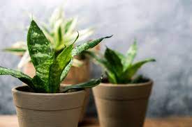 Snake / Sansevieria