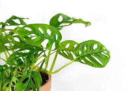 Monkey Monstera