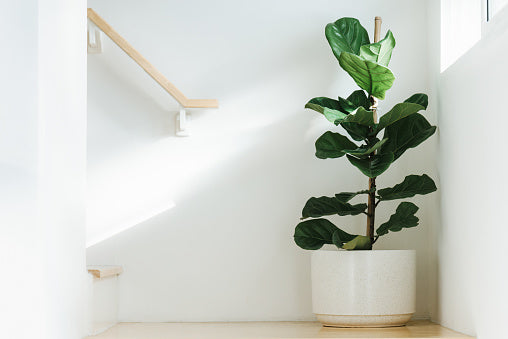 Fiddle Leaf Fig