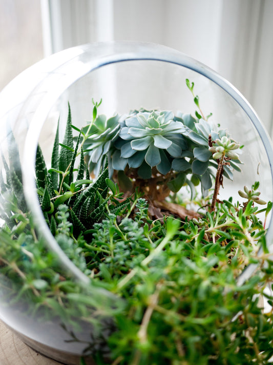 DIY Terrarium Kit