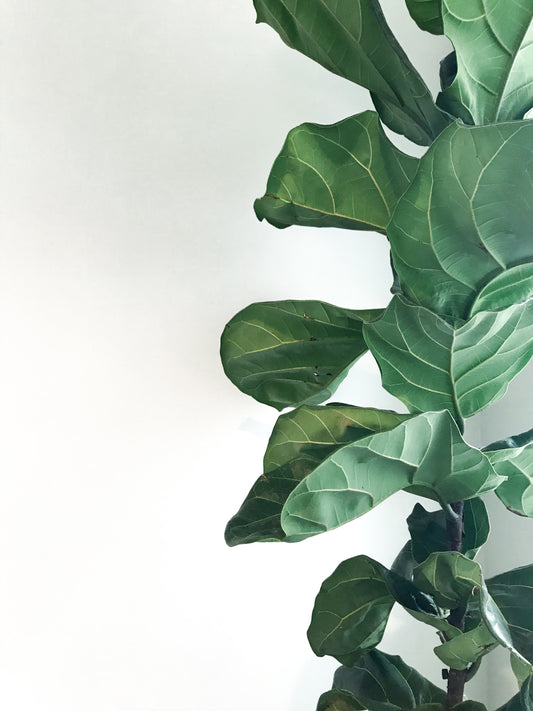 Fiddle Leaf Fig