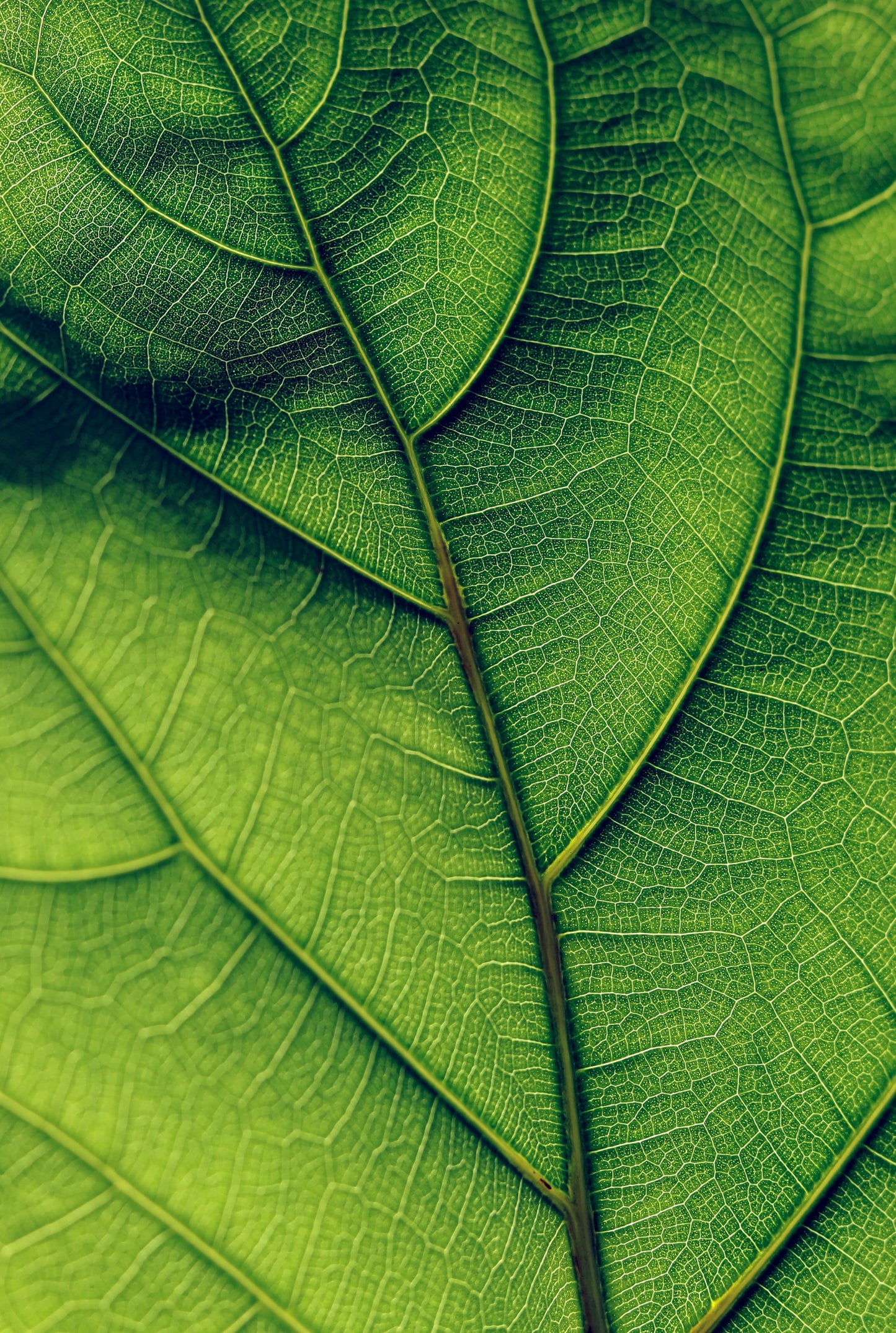 Fiddle Leaf Fig