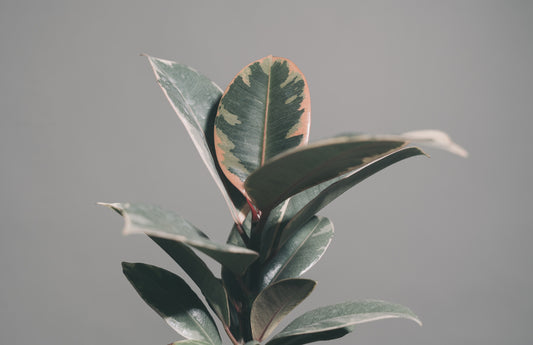 Rubber / Ficus Elastica