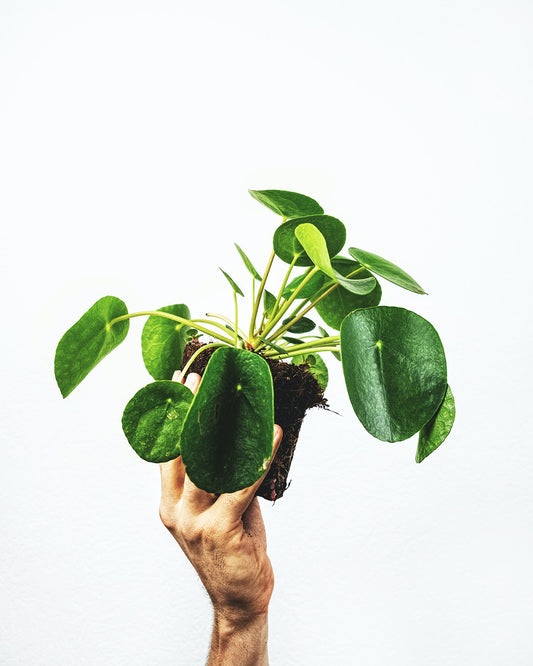 Pilea Peperomiodes