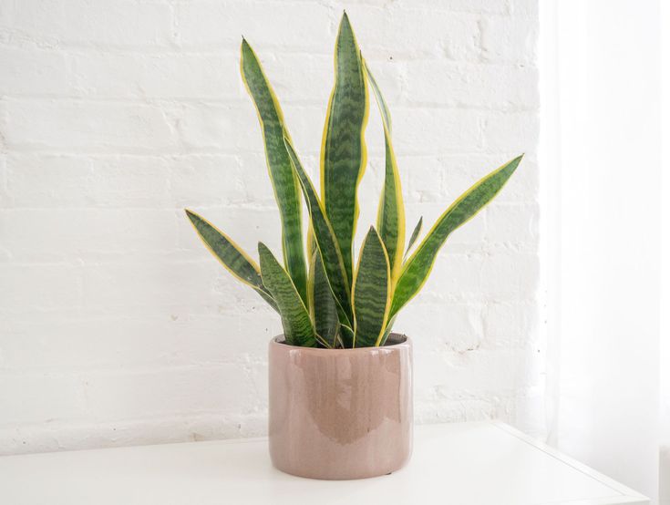 Snake / Sansevieria